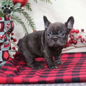Cocoa, French Bulldog Puppy